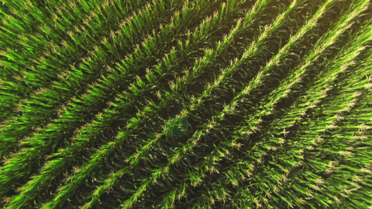Aerial Stock footage Flying over a golden corn field in beautiful farmland drone sunset