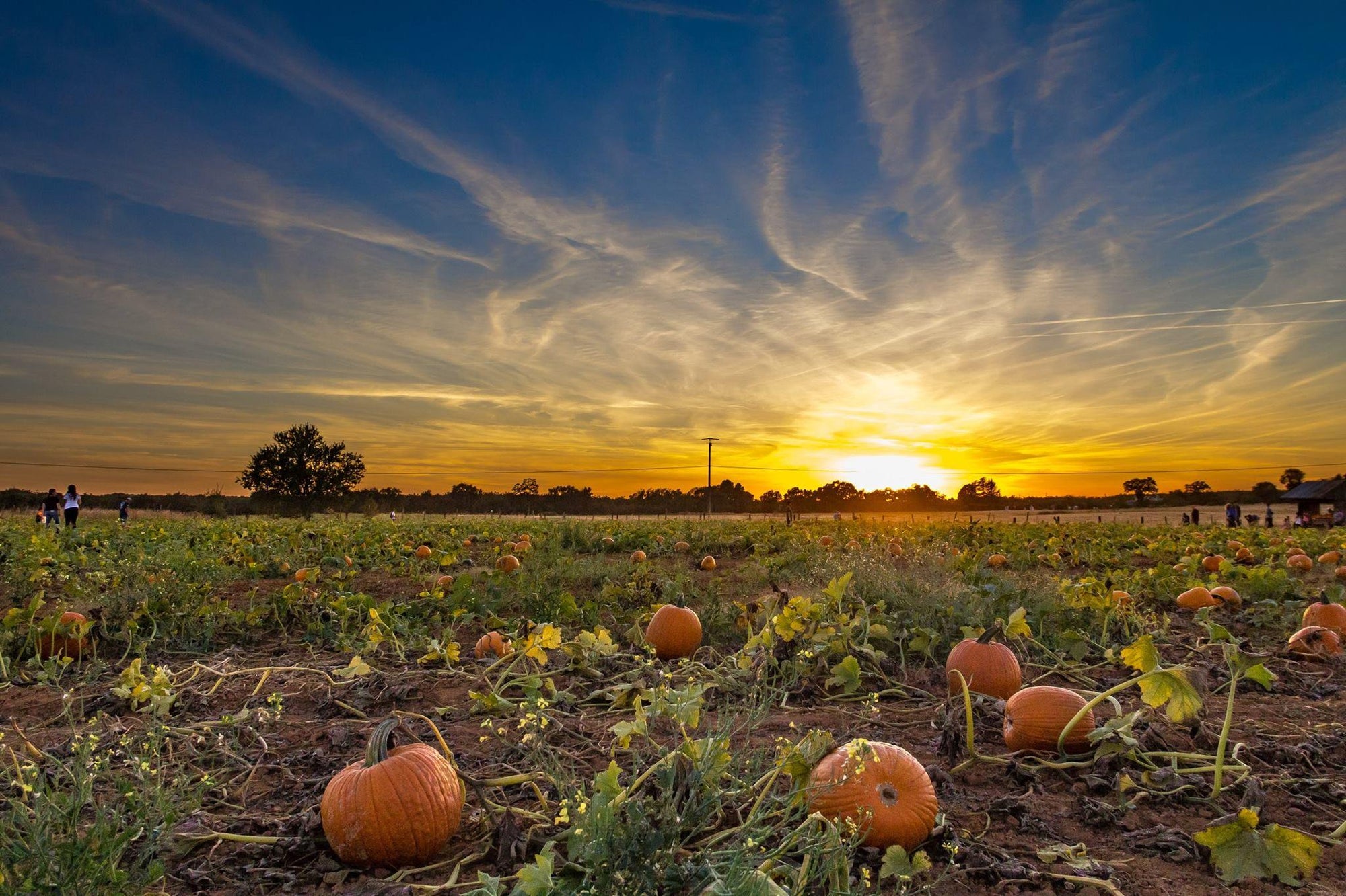 Virtual Pumpkin Field Trip Video - The MAiZE