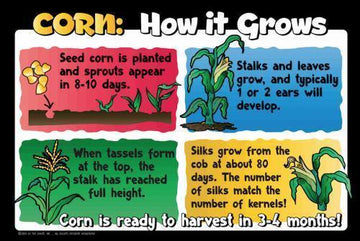 Corn Education Sign - Growth Cycle - The MAiZE
