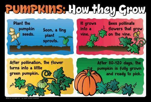 Pumpkin Education Sign - Growth Cycle