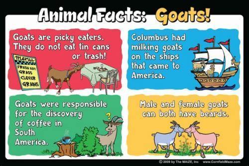 Goat Education Sign - The MAiZE