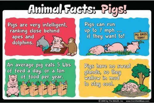 Pig Education Sign - The MAiZE