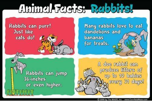 Rabbit Education Sign - The MAiZE