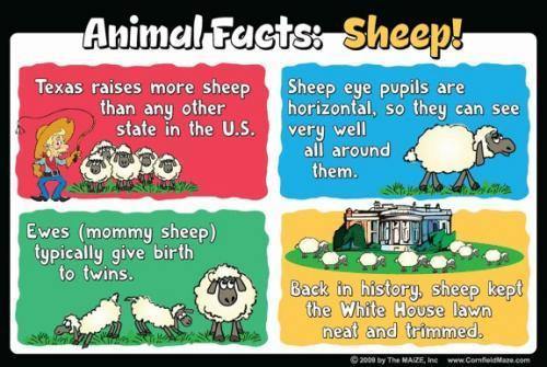 Sheep Education Sign - The MAiZE