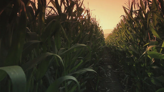 sun set rise corn path maze nature video