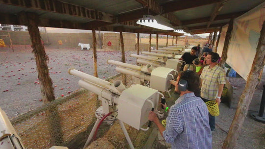 Apple Blasters guns cannons cannon video shooting apple