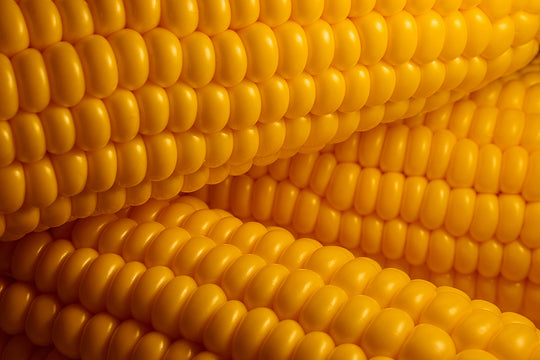 Corn Cobs kerrnel cob.jpg