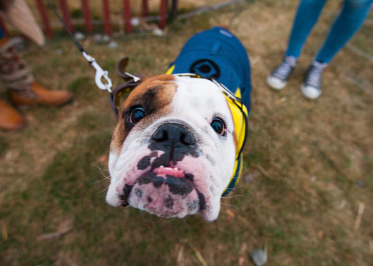 Costume Contest_Dog_Minion.jpg