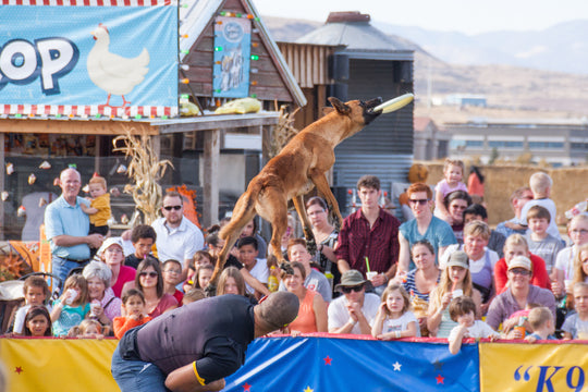 Dog Show_Stunt_Dog jump back frisbee.jpg