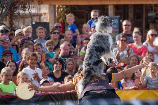 Dog Show_Stunt_Dog on back.jpg