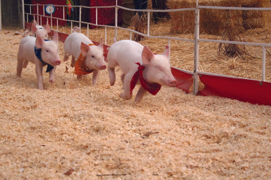 Pig Races_Pigs_running.jpg