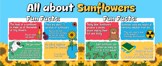 Sunflower Education Banner