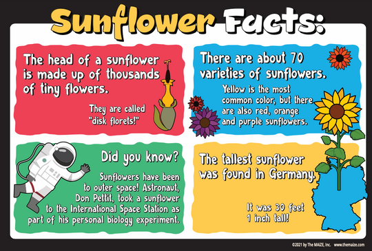 Sunflower Fun Facts #3 Education Sign