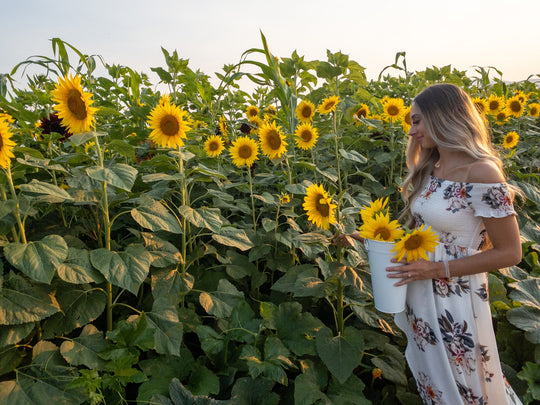 Sunflower Field_Woman_U Pick.jpg