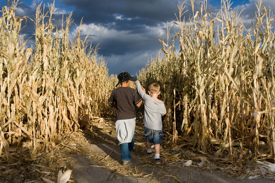 boys in corn maze.jpg