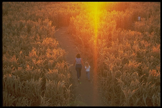 corn sunset.jpg