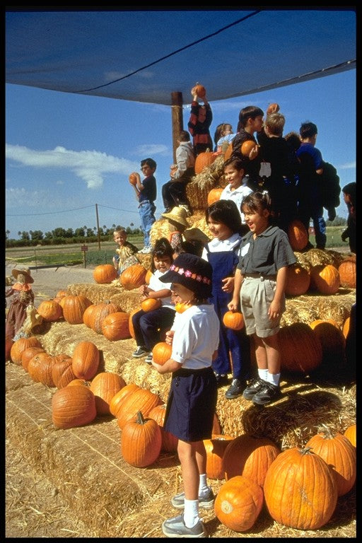 pumpkin patch 3.jpg